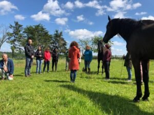 Constellations humains & chevaux